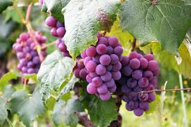 Lovely Summer Fruit